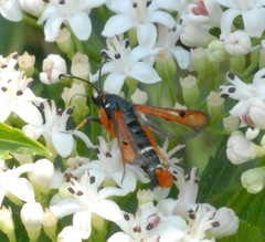Pyropteron chrysidiforme