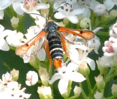Pyropteron chrysidiforme