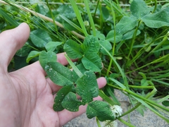 Trifolium repens