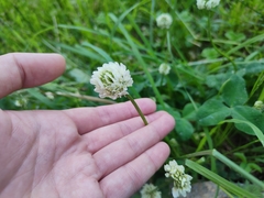 Trifolium repens