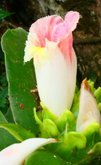 Costus guanaiensis macrostrobilus