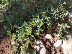 Medicago prostrata