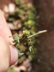 Medicago prostrata