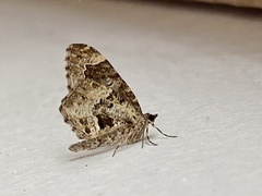 Ceratodalia