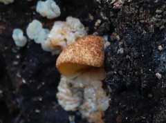 Crepidotus crocophyllus