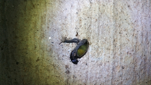 Ariophantidae