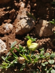 Medicago prostrata