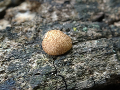 Crepidotus crocophyllus