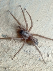 Xeropigo