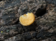 Crepidotus crocophyllus