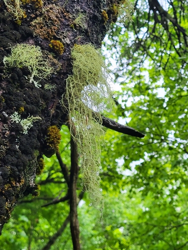 bradatec (Usnea)