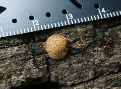 Crepidotus crocophyllus