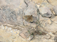 Caprona alida