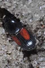 Nialus varians