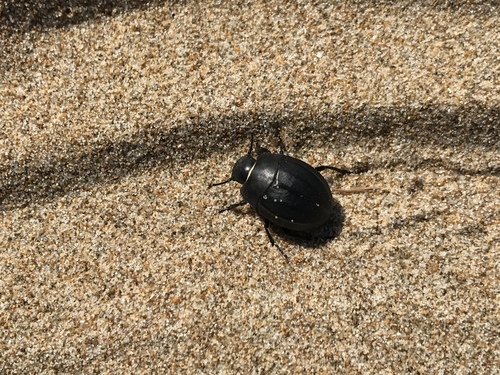 Erodius siculus