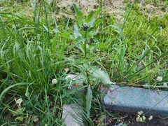 Cirsium arvense