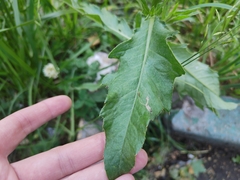 Cirsium arvense