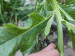 Cirsium arvense