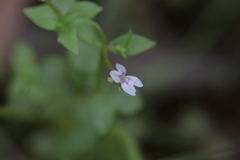 Stylidium alsinoides