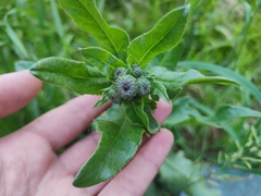 Cirsium arvense
