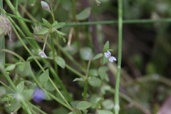 Stylidium alsinoides