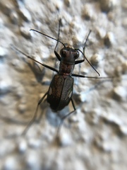 Cylindera germanica