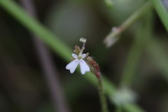 Stylidium tenerum