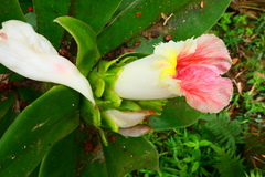 Costus guanaiensis macrostrobilus