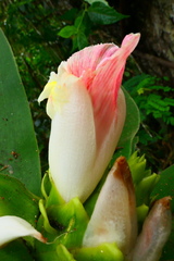 Costus guanaiensis macrostrobilus