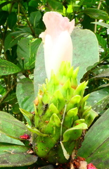 Costus guanaiensis macrostrobilus