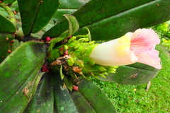 Costus guanaiensis macrostrobilus