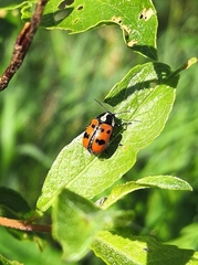 Cryptocephalus octopunctatus