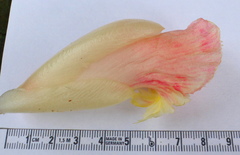 Costus guanaiensis macrostrobilus