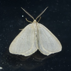 Macaria argillacearia