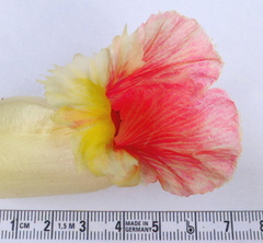 Costus guanaiensis macrostrobilus