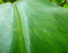 Costus guanaiensis macrostrobilus