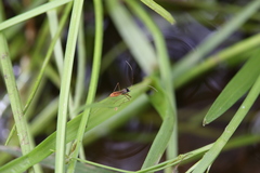 Phaenacantha australiae