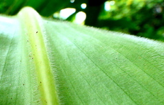 Costus guanaiensis macrostrobilus