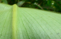 Costus guanaiensis macrostrobilus
