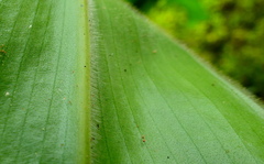 Costus guanaiensis macrostrobilus