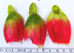 Costus guanaiensis macrostrobilus