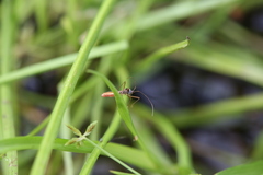Phaenacantha australiae