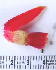 Costus guanaiensis macrostrobilus