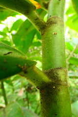 Costus guanaiensis macrostrobilus