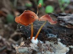 Marasmius sullivantii
