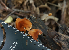 Marasmius sullivantii
