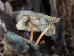 Marasmius sullivantii