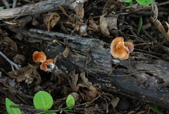 Marasmius sullivantii