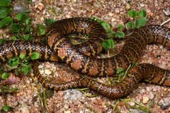 Trimerodytes balteatus