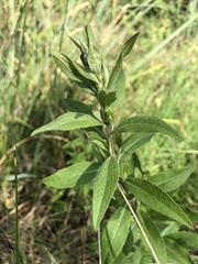 Pentanema helveticum
